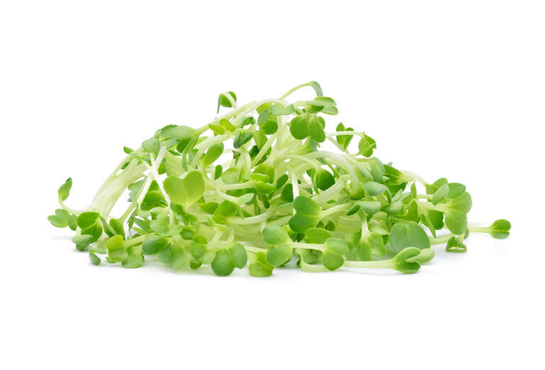 Chlorophyll extract from BioconColors, a botanical source for vibrant green natural colorants.